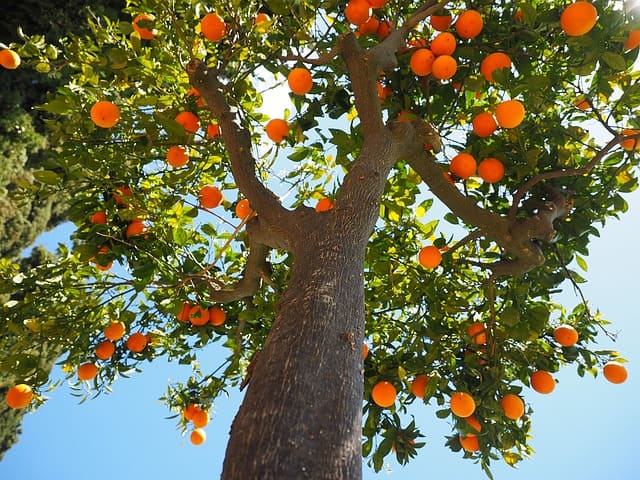 calce idrata per alberi da frutto