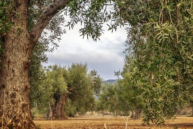 calce su alberi di ulivo