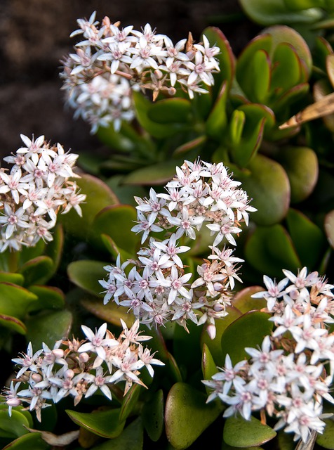 crassula ovata (2)