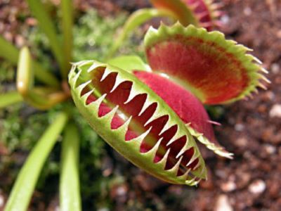 dionea insetti morti 2