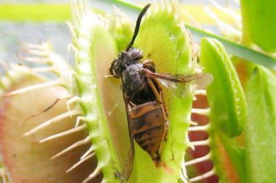 dionea insetti morti 3