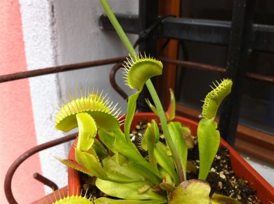 dionea insetti morti
