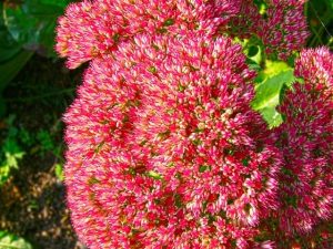 fiori sedum spectabile