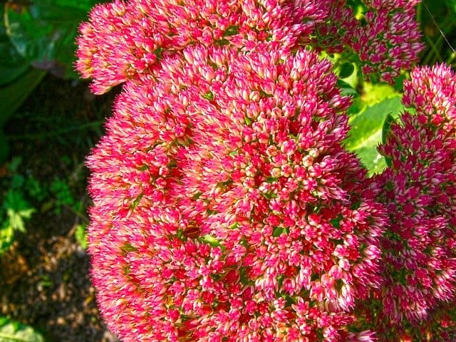 fiori sedum spectabile