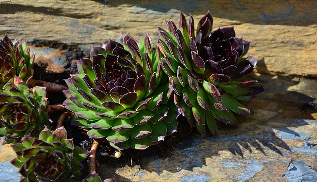piante grasse febbraio