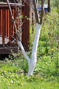 protezione alberi da frutto