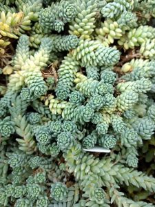 sedum morganianum