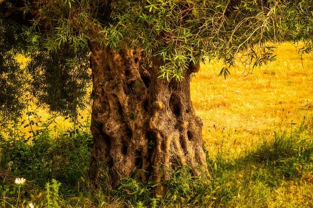 albero di olivo