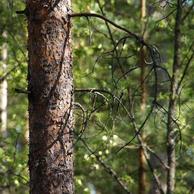 albero senza corteccia