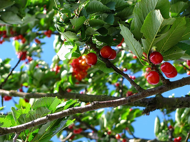 trattamento biologico alberi da frutto