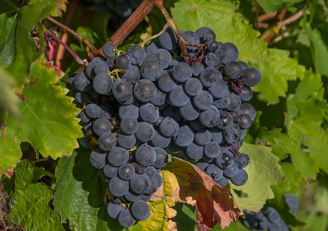 grappolo d'uva