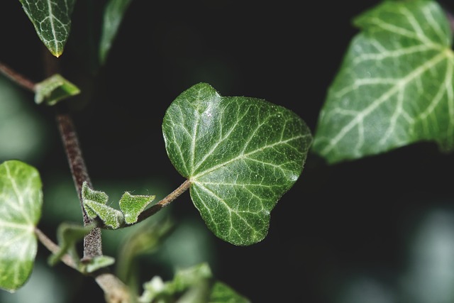 trattamento piante con calce
