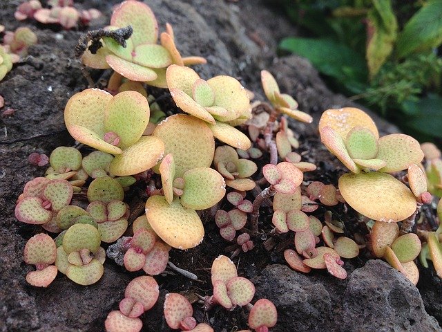 crassula ovata in casa