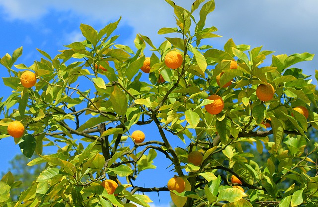 trattamento biologico alberi da frutto