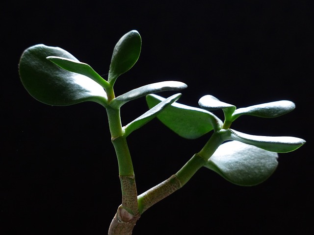 crassula ovata in casa