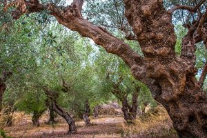 miglior concime per olivo