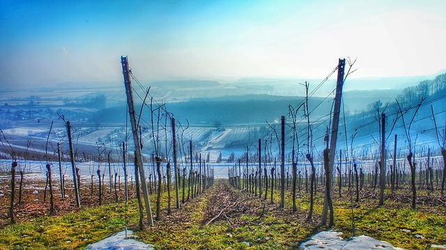 tubi per vigneti