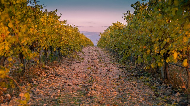 vigneto