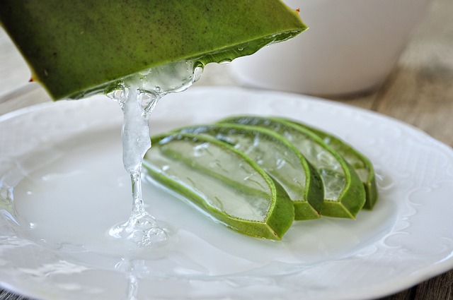 aloe vera pianta