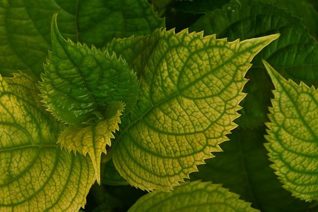 ortensia rampicante
