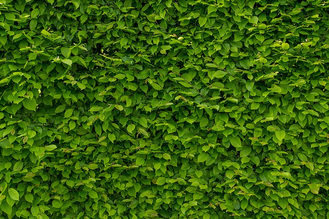 Piante da balcone ventoso