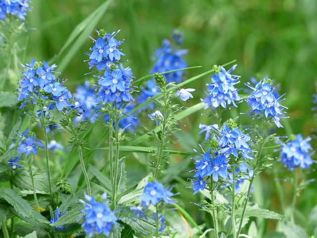 veronica pianta
