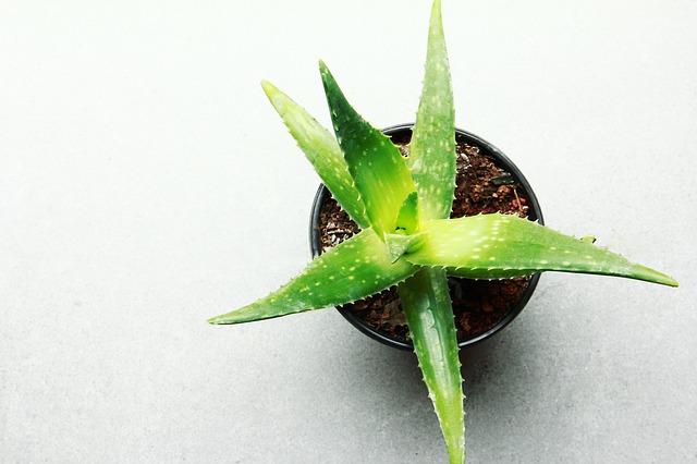 aloe vera pianta