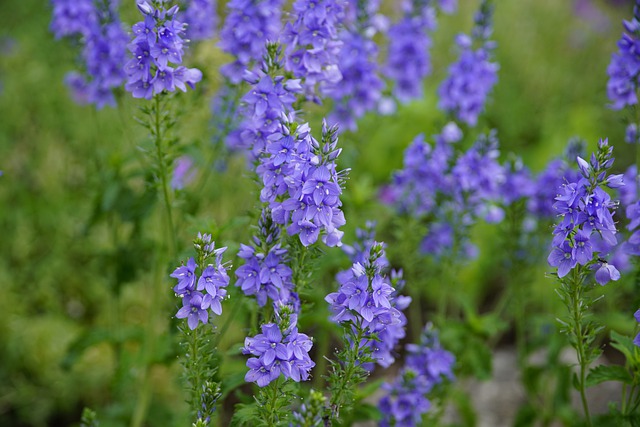 veronica pianta