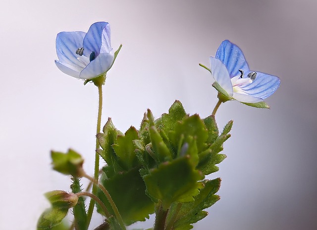 veronica pinanta