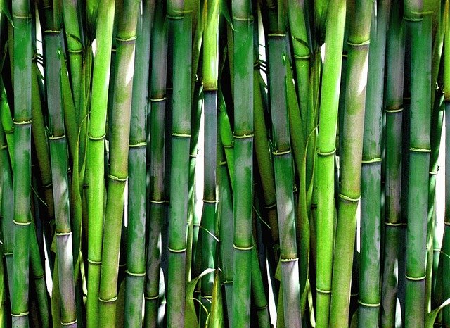 bamboo pianta
