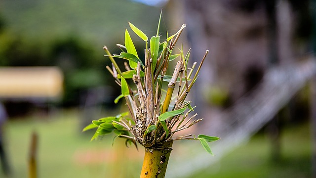 bamboo pianta