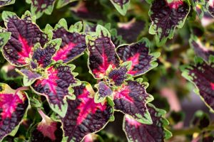coleus-pianta