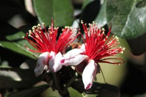 feijoa-pianta