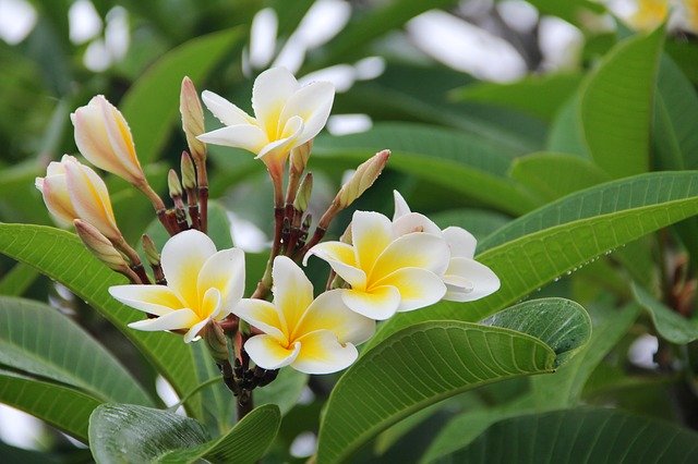 frangipane-pianta