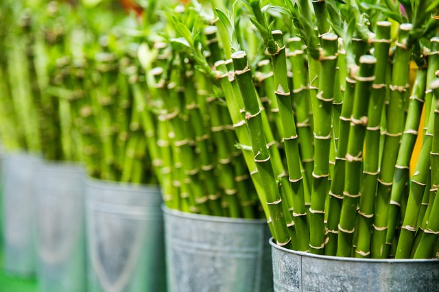 bamboo pianta