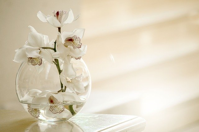 orchidea in bicchiere