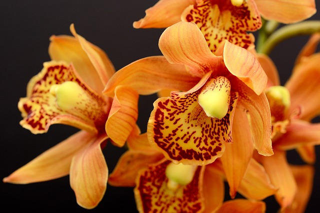 piante di orchidee