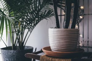 piante-da-appartamento-poche-cure
