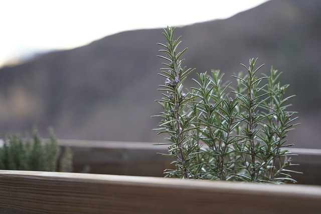 rosamrino in vaso