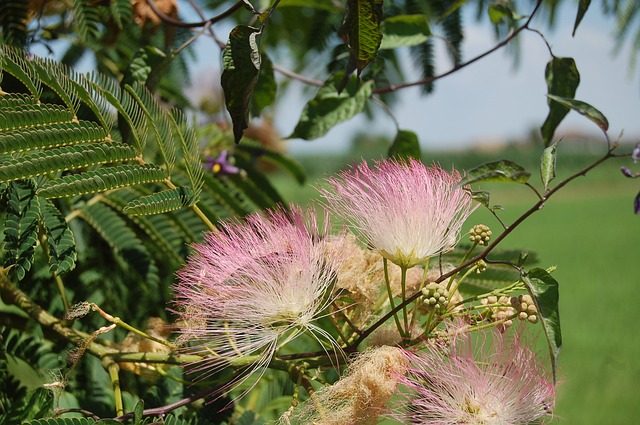 acacia di costantinopoli