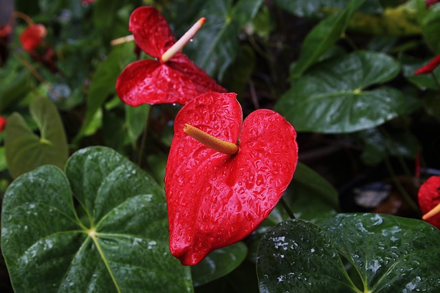 pianta anthurium