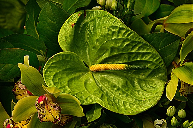 pianta anthurium