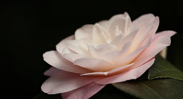 camelia del giappone