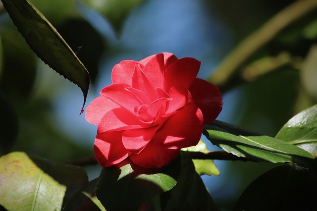 camelia del giappone