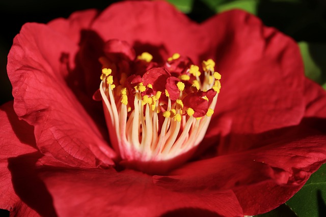 camelia del giapppone
