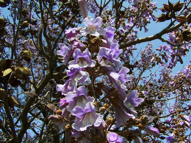 paulownia pianta