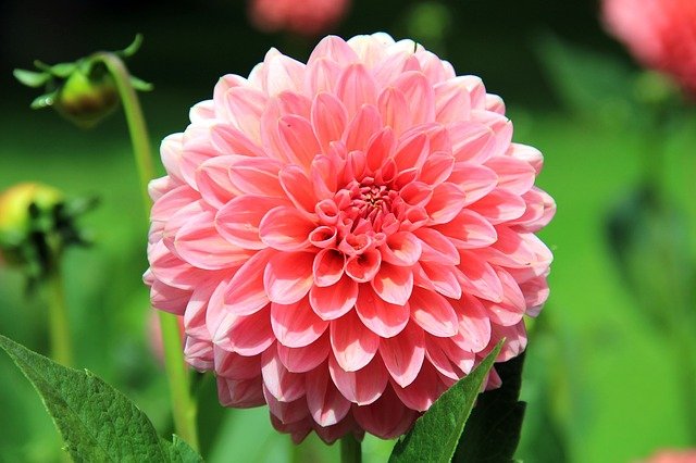 fiori settembre