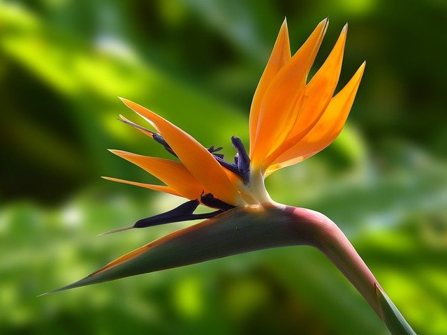 piante esotiche