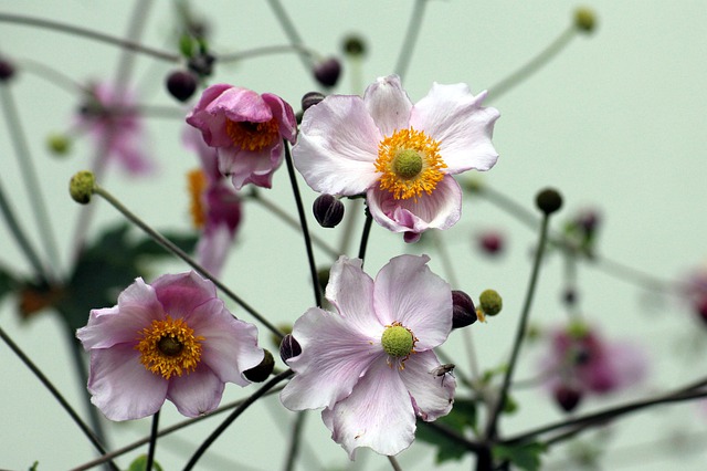 fiori settembre