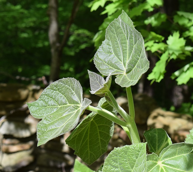 paulownia pianta